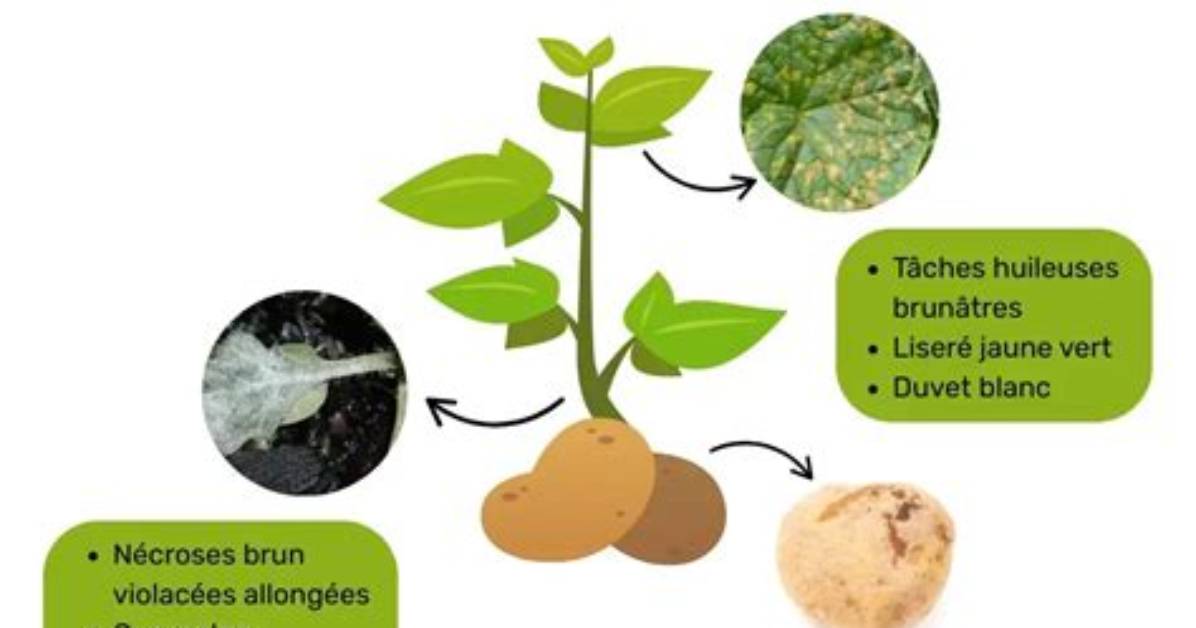 Comment Lutter Contre Le Mildiou De La Pomme De Terre?