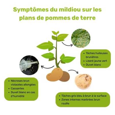 Comment Lutter Contre Le Mildiou De La Pomme De Terre?
