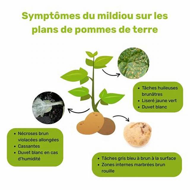 Comment Lutter Contre Le Mildiou De La Pomme De Terre?