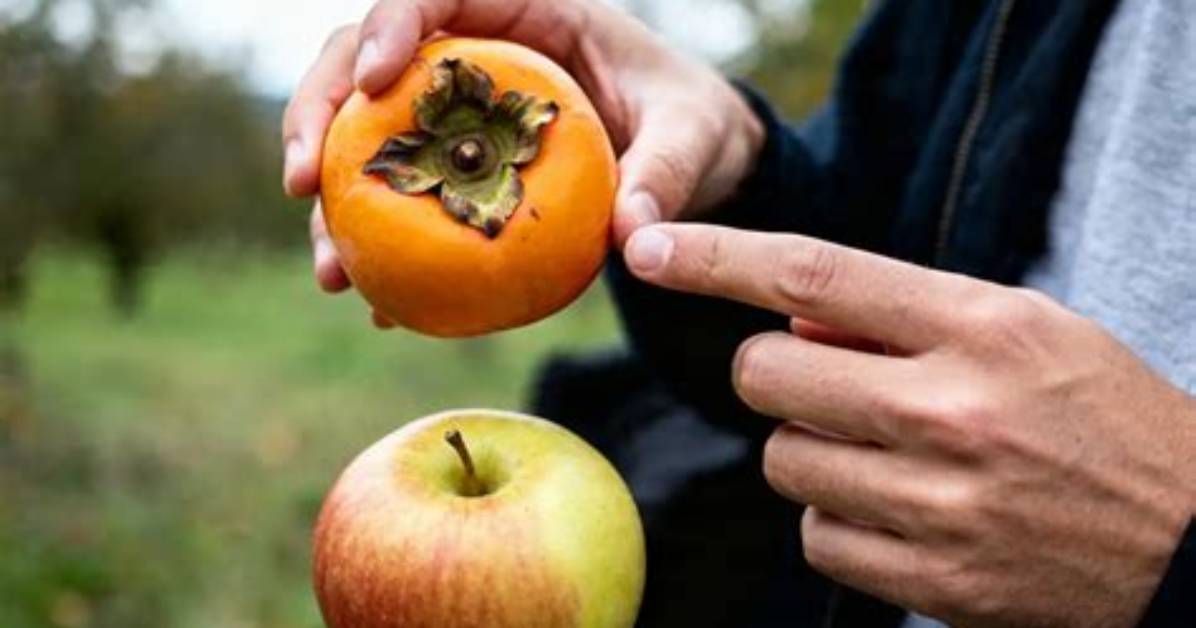 Comment Manger Kaki Pomme?