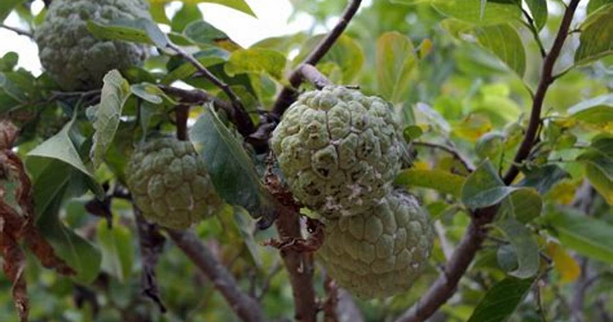Comment Manger La Pomme Cannelle?