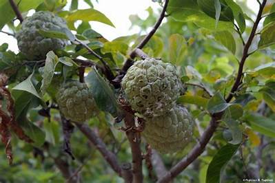 Comment Manger La Pomme Cannelle?