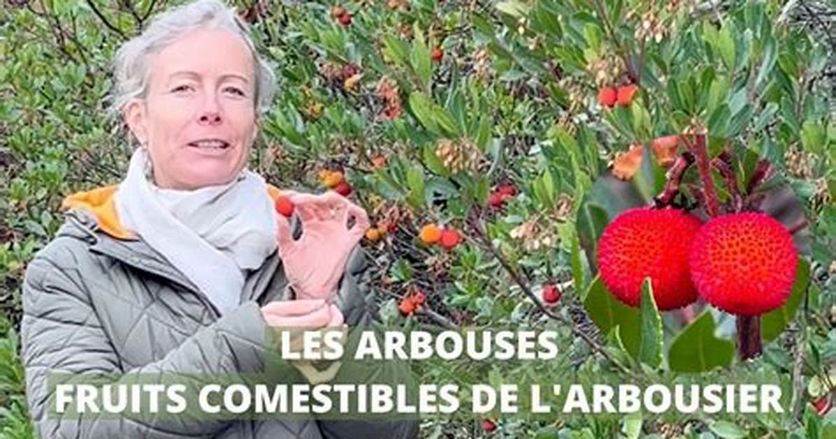 Comment Manger Les Fruits De L’arbousier?