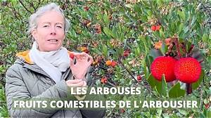 Comment Manger Les Fruits De L’arbousier?