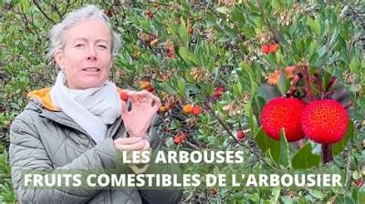 Comment Manger Les Fruits De L’arbousier?