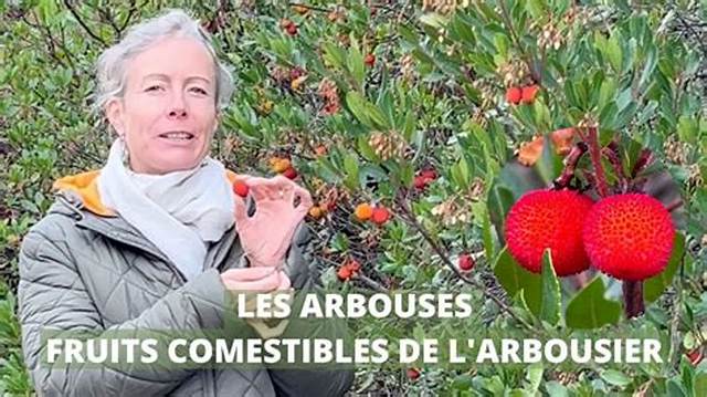 Comment Manger Les Fruits De L’arbousier?