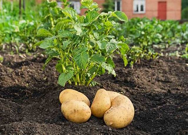 Comment Plante Les Pomme De Terre?
