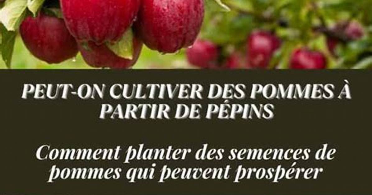 Comment Planter Des Graine De Pomme?