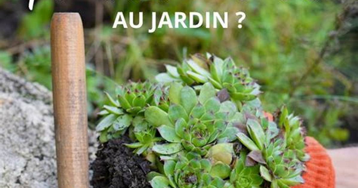 Comment Planter Des P%C3%A9Pins De Pomme 300. Jpg