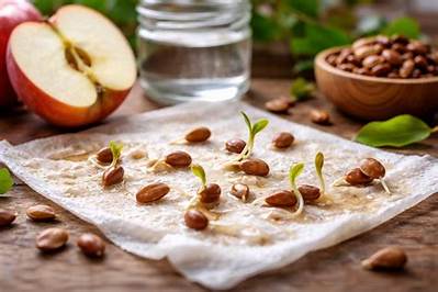 Comment Planter Pepin De Pomme?