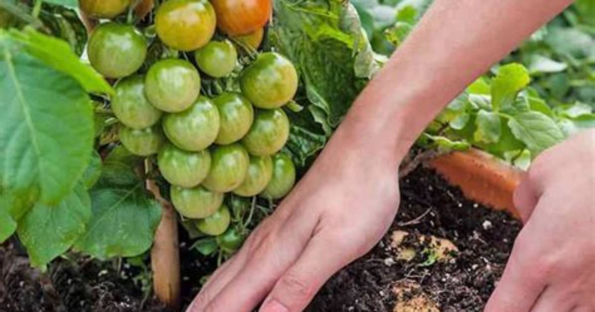 Comment Planter Pomme De Terre Charlotte?