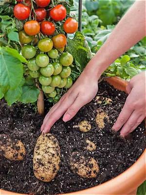 Comment Planter Pomme De Terre Charlotte?