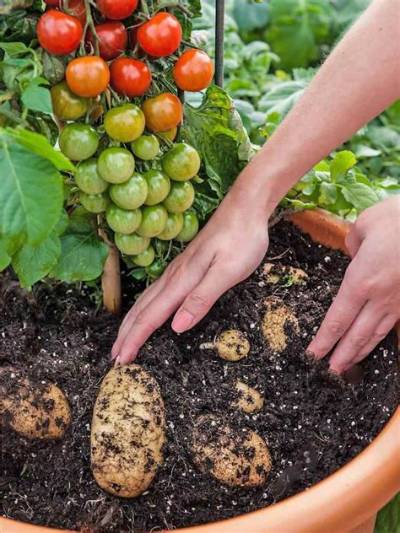 Comment Planter Pomme De Terre Charlotte?