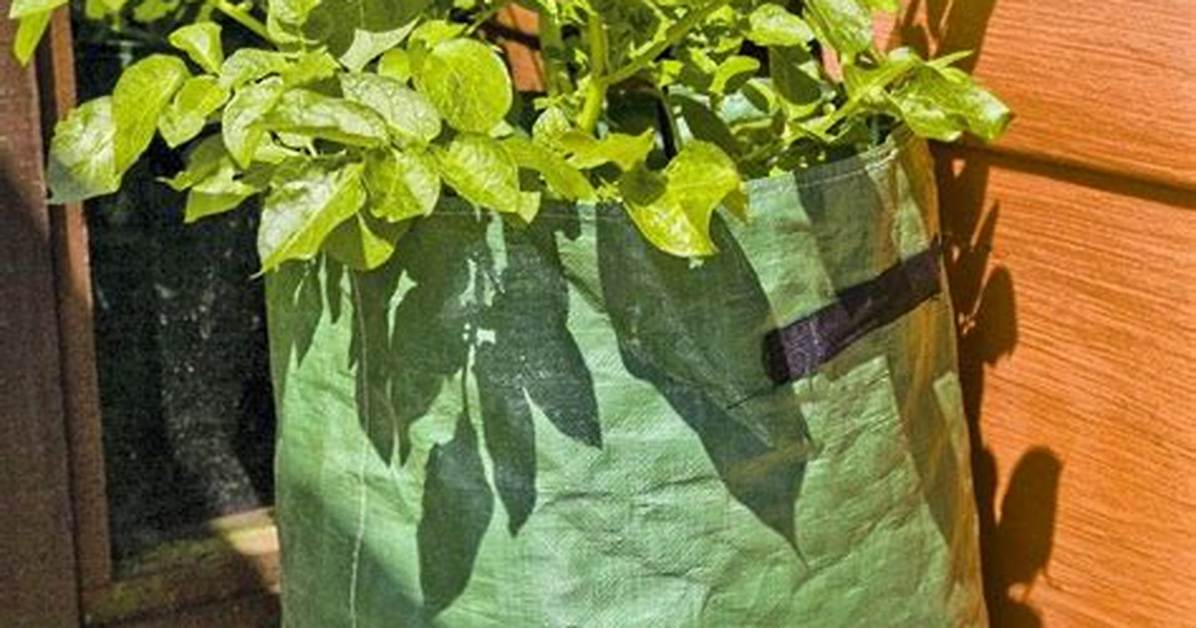 Comment Planter Pomme De Terre En Sac?