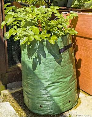 Comment Planter Pomme De Terre En Sac?