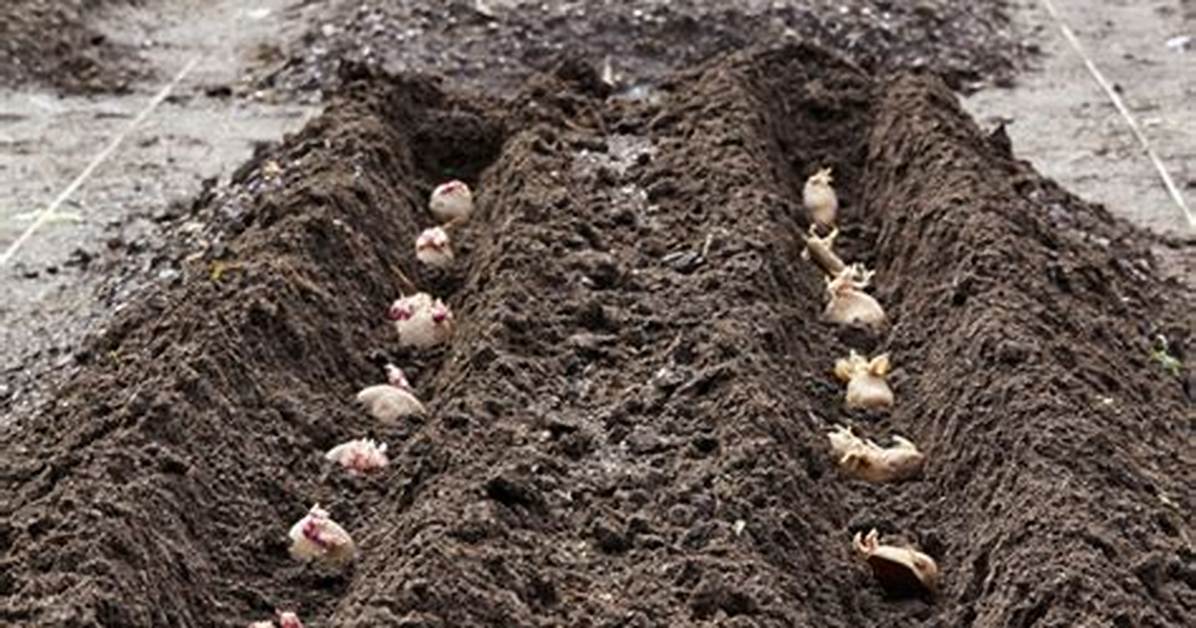 Comment Planter Pomme De Terre Germ%C3%A9E 300. Jpg