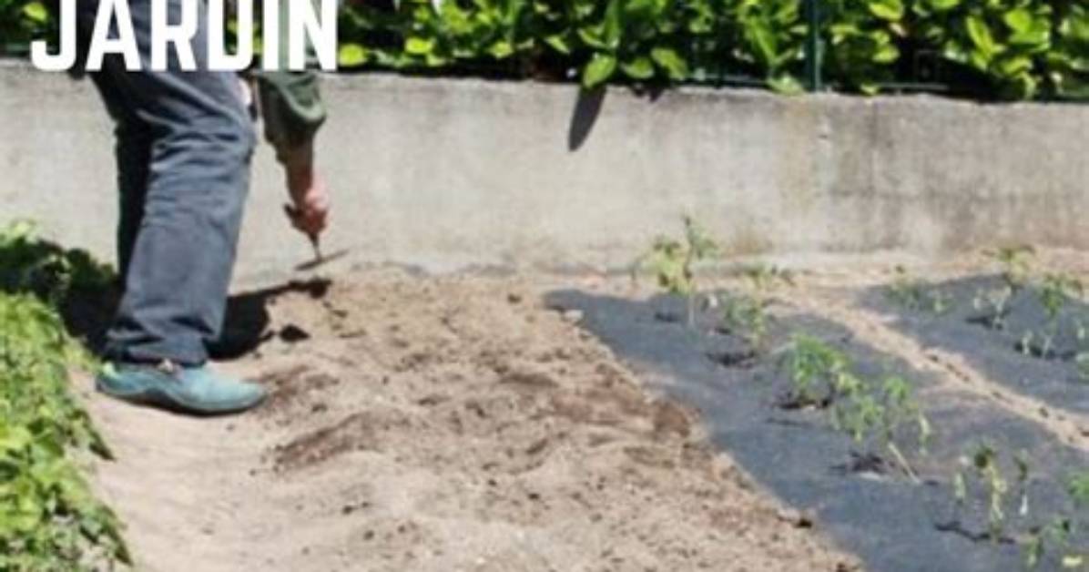 Comment Planter Un P%C3%A9Pin De Pomme 300. Jpg