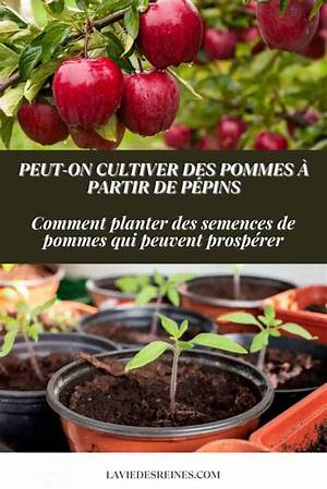 Comment Planter Une Graine De Pomme?