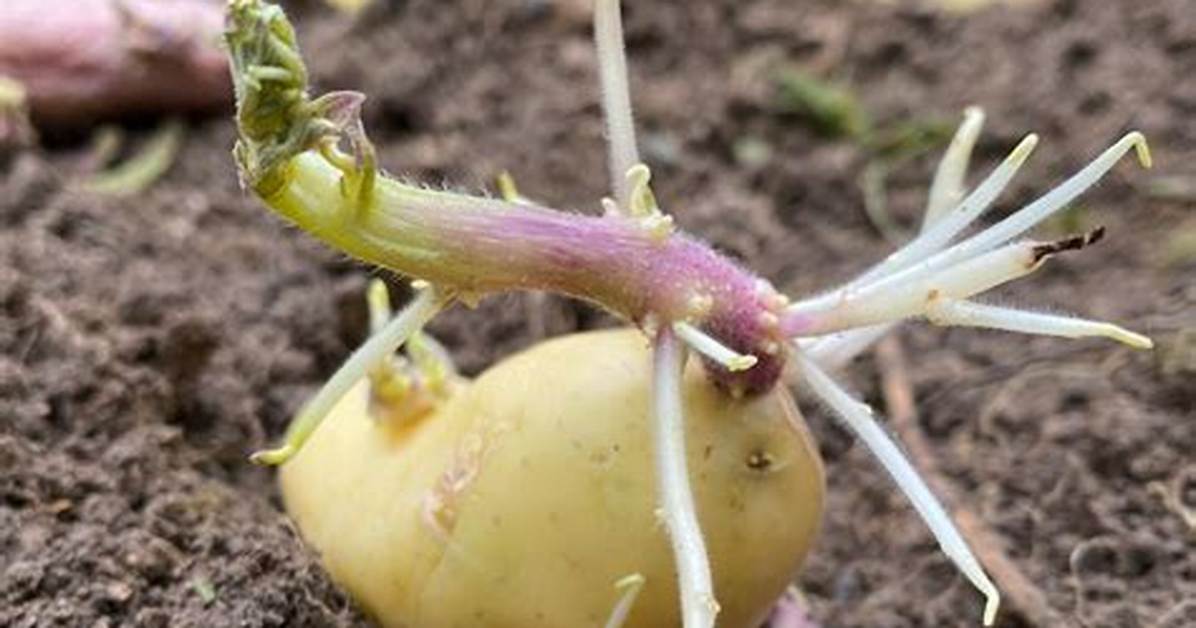 Comment Planter Une Pomme De Terre Germ%C3%A9E 400. Jpg