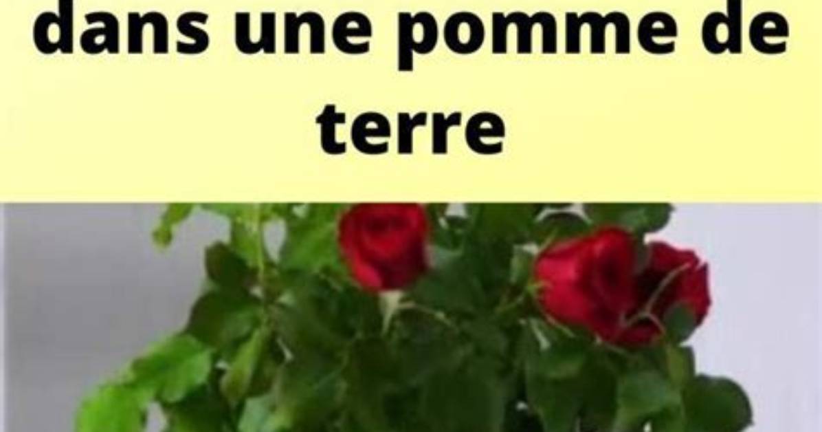 Comment Planter Une Rose Dans Une Pomme De Terre?