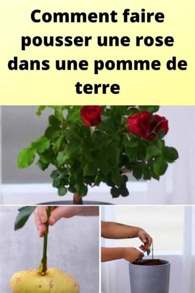 Comment Planter Une Rose Dans Une Pomme De Terre?