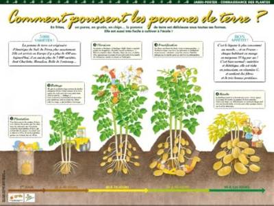 Comment Pousse Pomme De Terre?