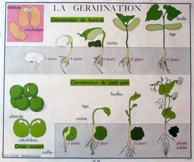 Comment Ralentir La Germination Des Plants De Pomme De Terre?