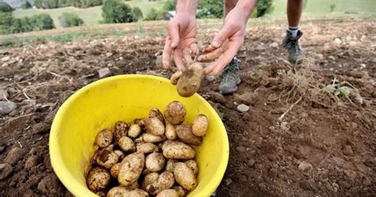 Comment Ramasser Pomme De Terre?