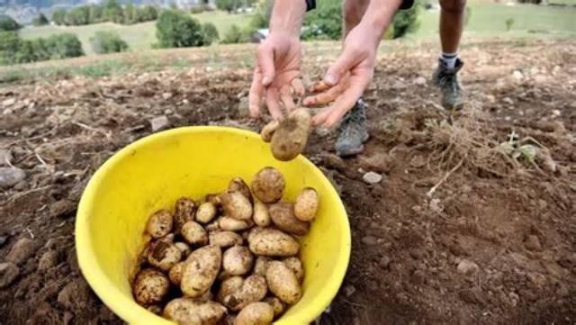 Comment Ramasser Pomme De Terre?