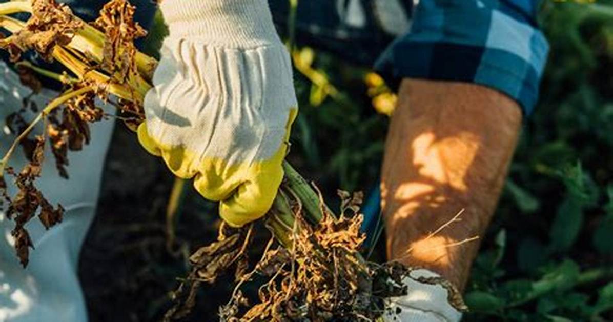 Comment Recolter Pomme De Terre?