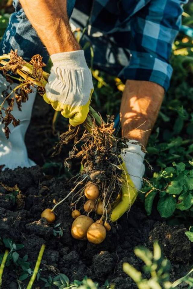 Comment Recolter Pomme De Terre?