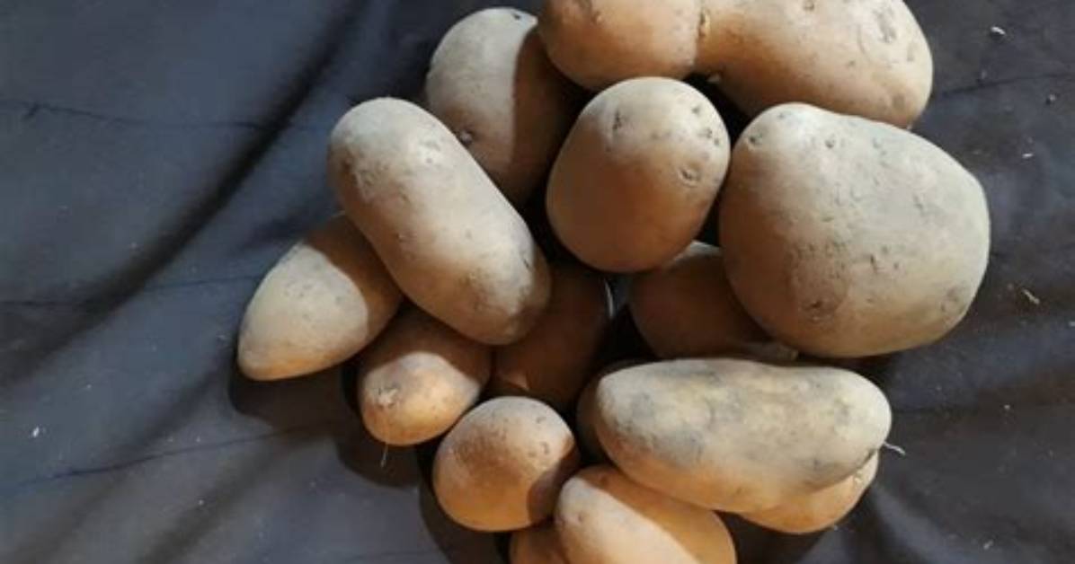 Comment Reconnaitre Une Pomme De Terre Pourrie?