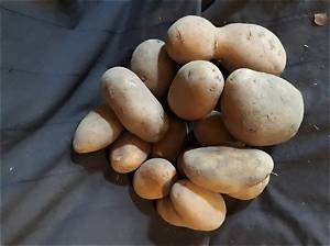 Comment Reconnaitre Une Pomme De Terre Pourrie?