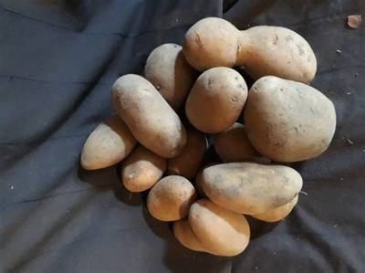 Comment Reconnaitre Une Pomme De Terre Pourrie?