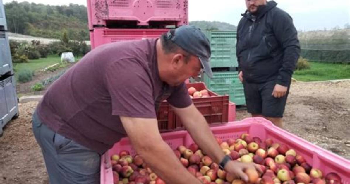 Comment S’appelle Un Producteur De Pomme?