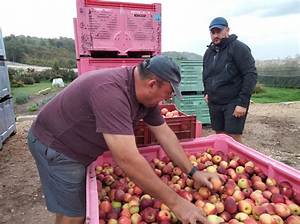 Comment S’appelle Un Producteur De Pomme?