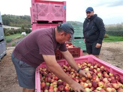 Comment S’appelle Un Producteur De Pomme?