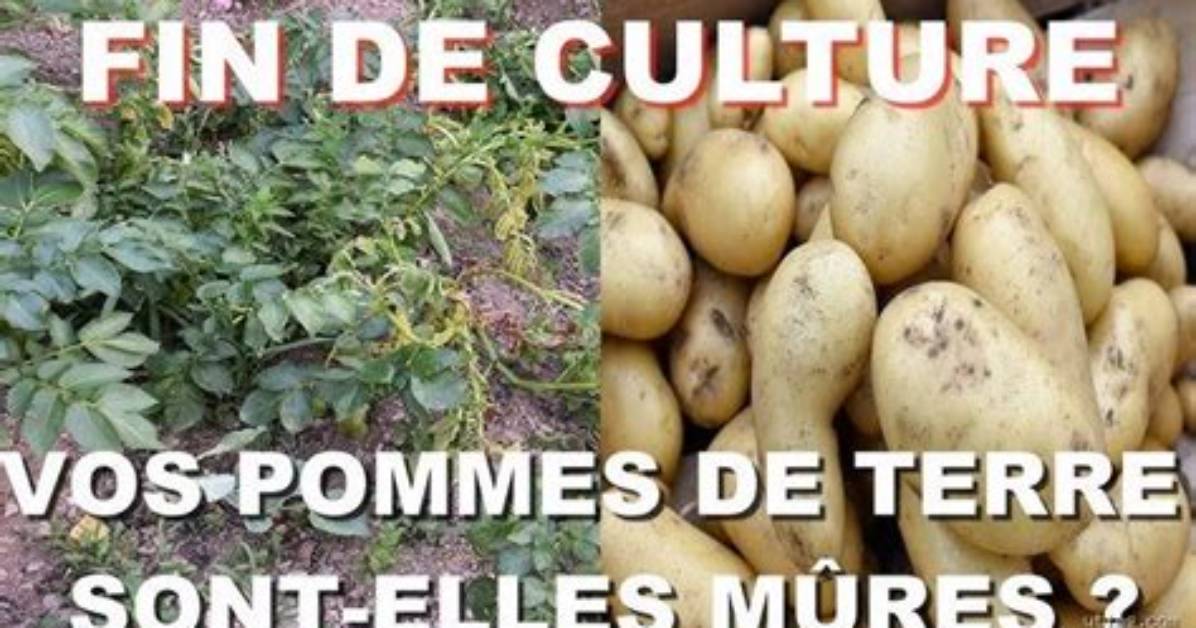 Comment Savoir Pomme Mure?