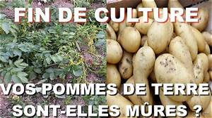 Comment Savoir Pomme Mure?