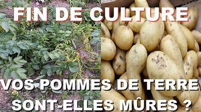 Comment Savoir Pomme Mure?