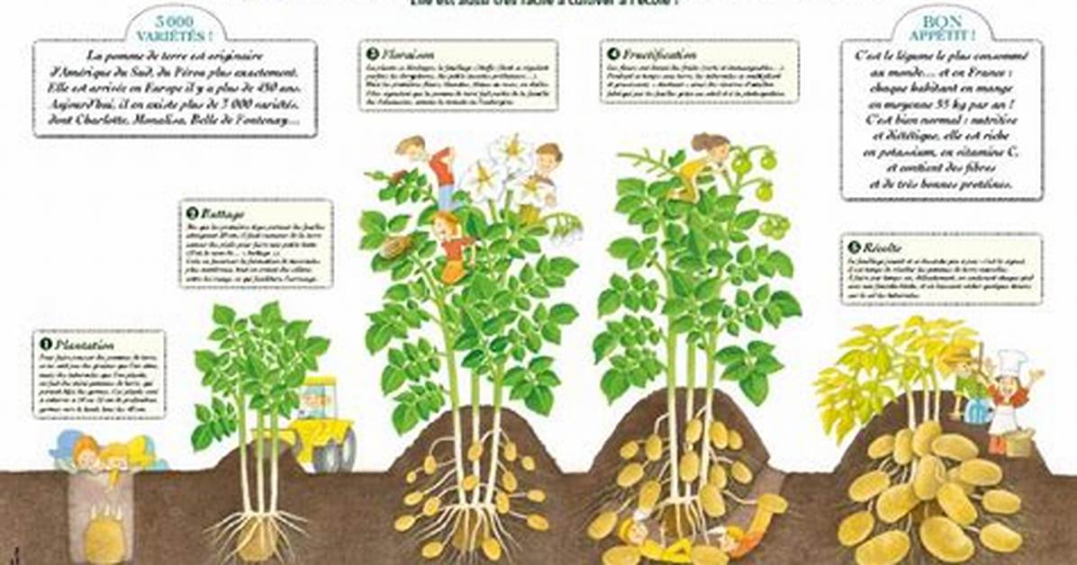 Comment Savoir Si Les Pomme De Terre Sont Cuite?
