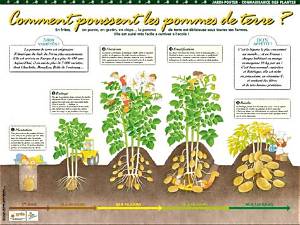Comment Savoir Si Les Pomme De Terre Sont Mures?