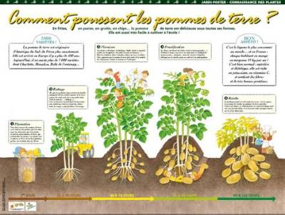Comment Savoir Si Les Pomme De Terre Sont Encore Bonne?