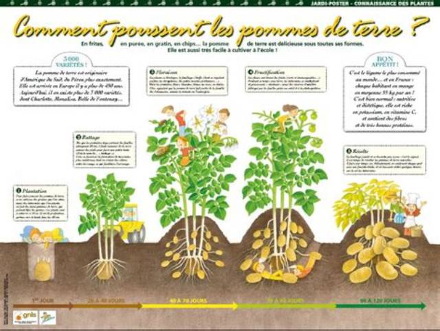 Comment Savoir Si Les Pomme De Terre Sont Mures?
