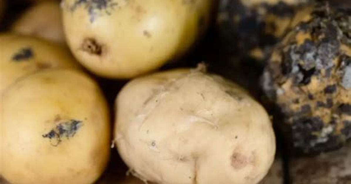 Comment Savoir Si Pomme De Terre Pourrie?