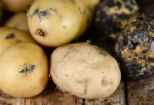 Comment Savoir Si Pomme De Terre Pourrie?