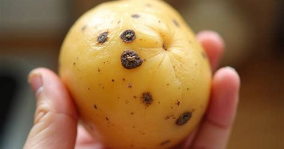 Comment Savoir Si Une Pomme Est M%C3%Bbre 300. Jpg