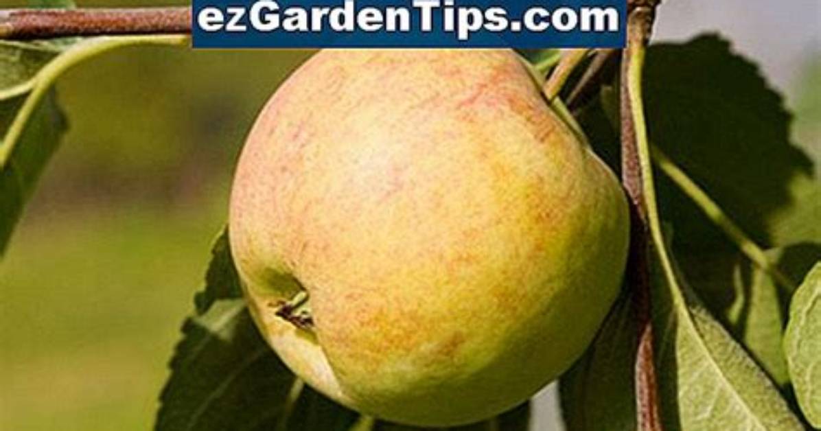 Comment Savoir Si Une Pomme Est Mure?