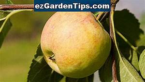 Comment Savoir Si Une Pomme Est Mure?