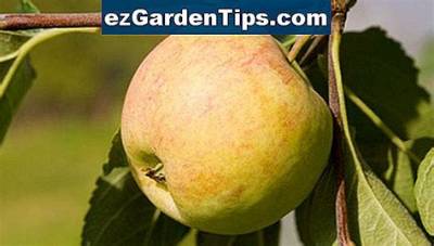 Comment Savoir Si Une Pomme Est Mure?